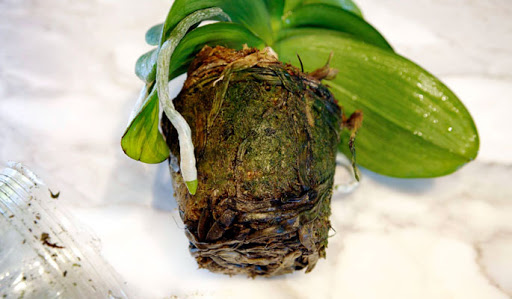 Инфекция корней орхидеи